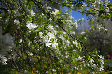 Fototapeta na wymiar blossom trees in spring park