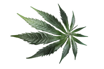 cannabis leaf transparent background