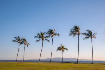 Line of palm trees along the Pacific Ocean.