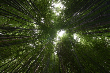 Looking straight up in a thick bamboo forest