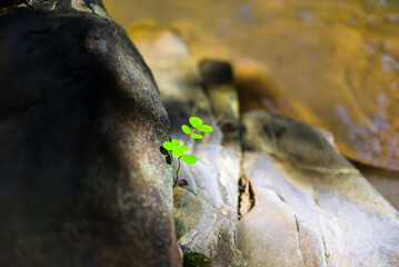 Natural green sprouts growing from the stone on the bank of the stream in the forest, new life in the good environment