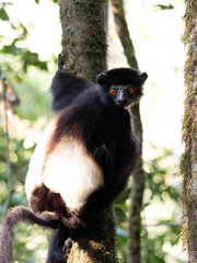 Naklejka premium Sifaka Edvardsova, Propithecus Edvardsi, Milne-Edwards's sifaka