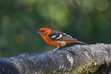 Flame-colored Tanager male standing on a branch