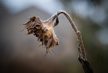 A dead sunflower in the autumn