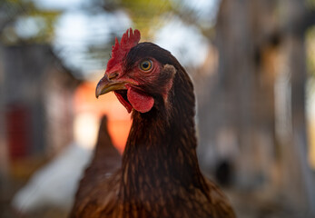Brown chicken on a small farm in New England