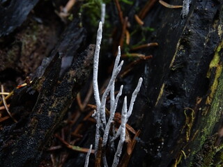 alien mushroom in the forest, pine needles 