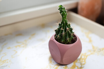 Close-up of small cactus in pot on marble table.