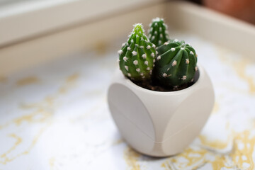 Close-up of small cactus in pot on marble table.