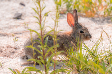 A cute furry bunny in the Colorado prairie