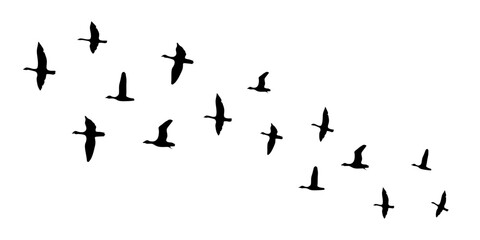 Silhouettes of Flying Birds on white background. Minimal style design. Group flying birds vector illustration