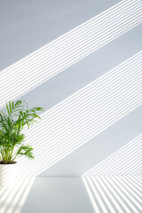 Tropical palm leaves with shadows on white concrete wall abstract blurred tropical background. Minimal scene for product display presentation