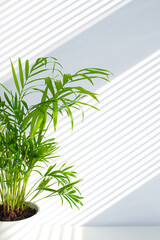 Tropical palm in white pot with light shadows on white concrete wall abstract blurred tropical background. Minimal scene for product display presentation