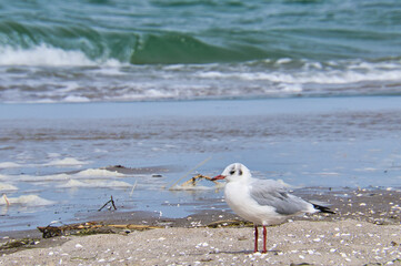 Seagull on the beach in Zingst. Bird running through the sand on the seashore