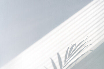 Tropical palm leaves with shadows on white concrete wall abstract blurred background. Minimal scene...
