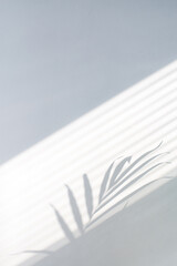 Tropical palm leaves with shadows on white concrete wall abstract blurred background. Minimal vertical scene for product display presentation