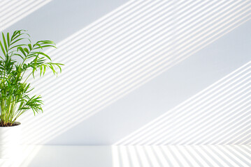Tropical palm leaves with shadows on white concrete wall abstract blurred tropical background. Minimal scene for product display presentation