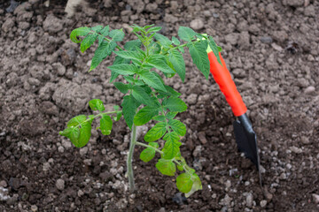 We plant tomato seedlings on the beds. A small shovel is used for planting. The advantages of gardening tools are obvious.