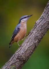 Eurasian nuthatch
Sitta europaea