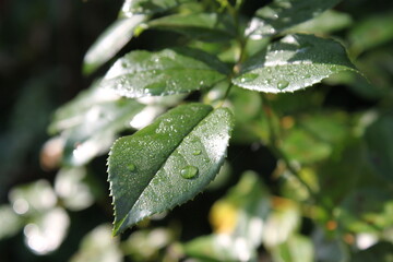 drops of water lie on the green leaf of a rose plant
