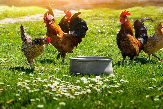 A cock grazing on green backyard grass