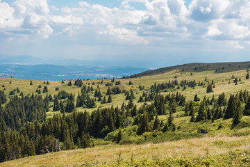 Fototapeta premium Summer Mountain Landscape with Pine Trees . Vitosha Mountain ,Bulgaria 