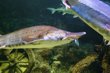 Beluga fishes (Huso huso) is a fish of the sturgeon family. School of fish.