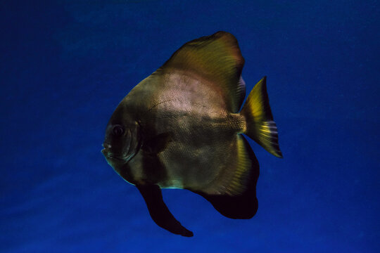 Platax in dark blue water. Orbicular batfish.