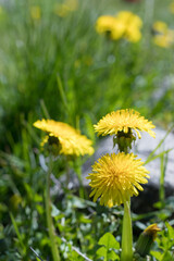 Summer meadow with blooming dandelions. dandelions in clear weather, shallow depth of field.