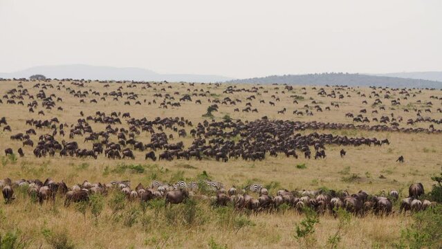 Herd of wildebeest goes past zebras in Kenya Africa. Videos taken during safari. Footage in collection about wildebeest.