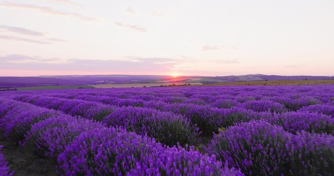 Aerial view Lavender blooming flowers bright purple field drone flying back with blue sky sunset. Smooth rows of lavender plants. Last rays of sun. Lens flare. Lavender Oil Production. Aromatherapy