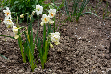 Beautiful light daffodils decorate the garden in spring and in the first days of summer. The awakening of nature in spring creates a beautiful view in the garden and in parks.
