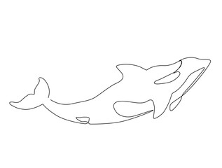 Fototapeta premium Continuous one line drawing of killer whale. Simple illustration of orca whale line art vector illustration