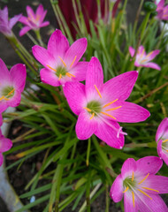 Pink flowers blooming in green leaves plant growing in garden, nature photography, natural gardening background, floral wallpaper 