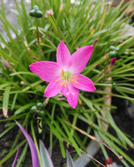 Beautiful pink crocus flower blooming in green leaves plant growing in garden, nature photography, natural gardening background, floral wallpaper 