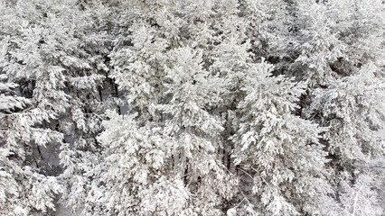 winter background - aerial view of snowy winter forest