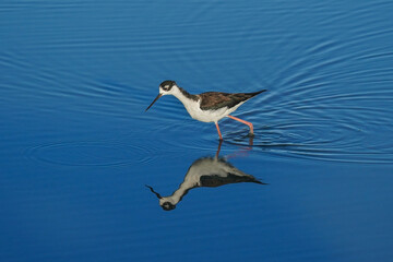 Black-necked Stilt wading in blue water with gleam in eye