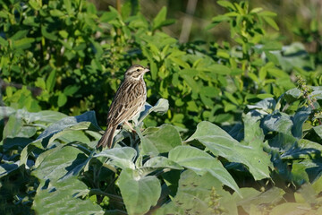 Savannah sparrow perched against green leaves 