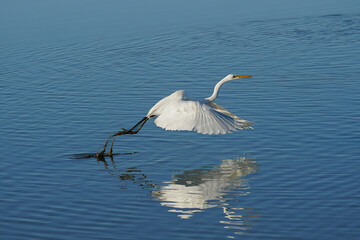 Great Egret taking off from pond