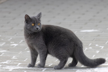 gray cat walking in winter