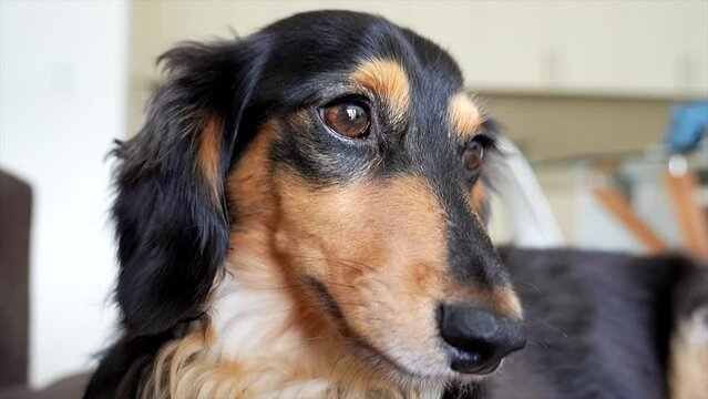 Cute dachshund dog sitting up  looking flustered