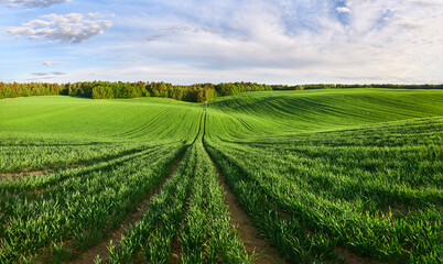 Panorama of a green ecological wheat field at the edge of the forest
