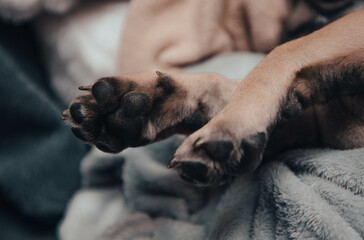French bulldog puppy legs close up.
