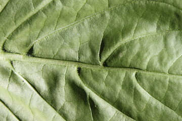 Fototapeta premium Green basil leaf with veins close up