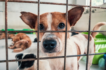 Portrait of sad dog in shelter behind fence waiting to be rescued and adopted to new home. Shelter...
