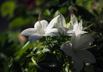 White Italian Bellflower. Falling Star flower in low-key. Star-shaped white flowers. Campanula...