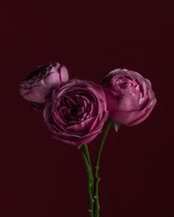 Three purple peony roses on dark background. Flower atmospheric postcard