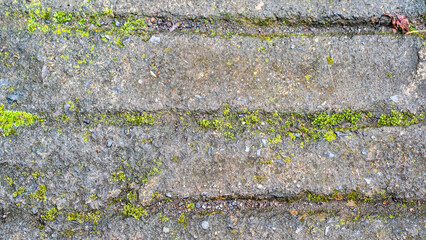 old concrete roads that have started to break down and are mossy