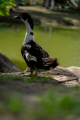 Pato