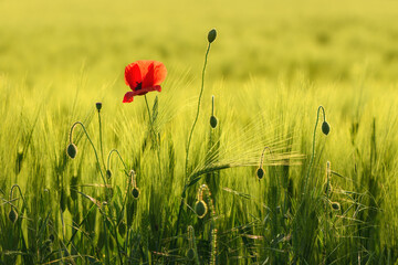 Papaver rhoeas or red poppy flower in cultivated barley crop field