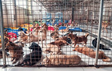 Sad dogs lying on the floor in shelter behind fence waiting to be rescued and adopted to new home....